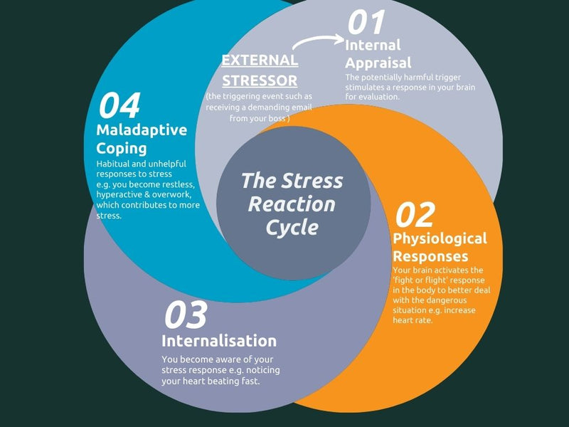 The Stress Reaction Cycle